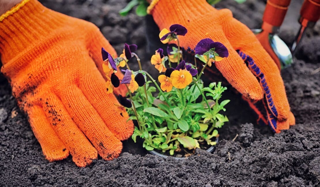 Gardeners hands planting flowers in a garden
