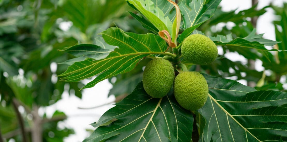 Breadfruit on breadfruit tree with green leaves in the garden. Tropical tree with thick leaves