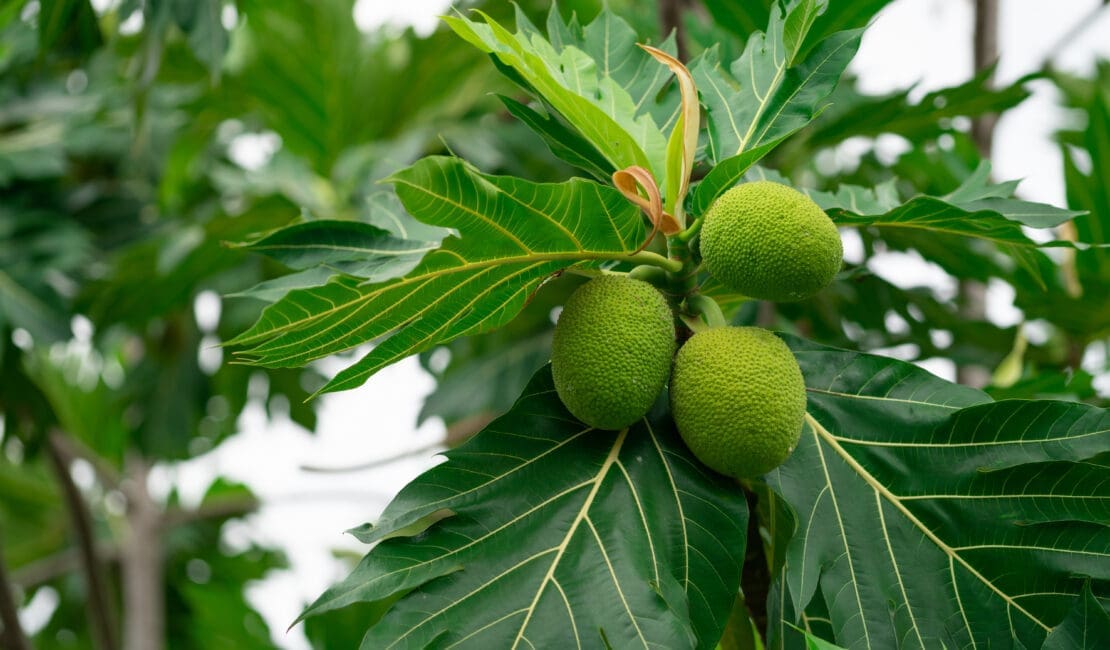 Breadfruit on breadfruit tree with green leaves in the garden. Tropical tree with thick leaves