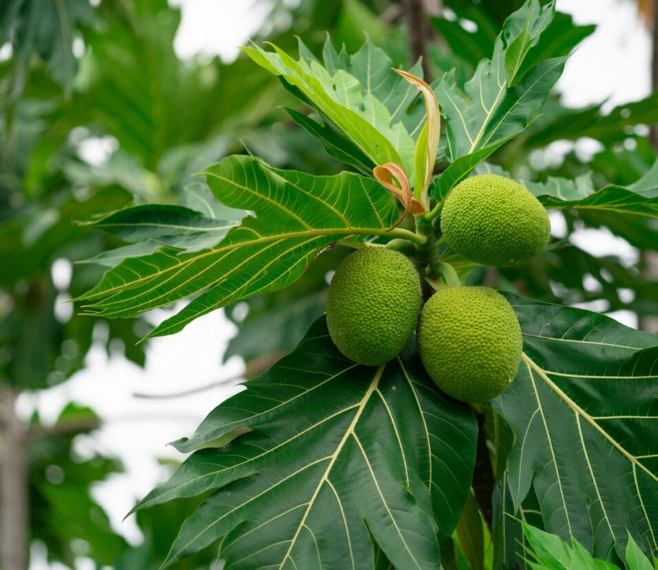 Breadfruit on breadfruit tree with green leaves in the garden. Tropical tree with thick leaves
