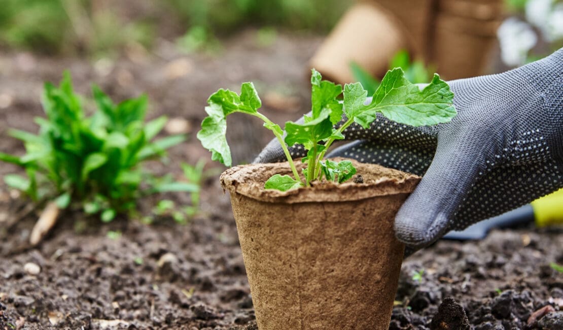 Gardener hands picking and planting vegetable plant in the garden