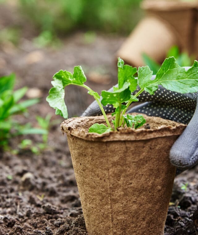 Gardener hands picking and planting vegetable plant in the garden